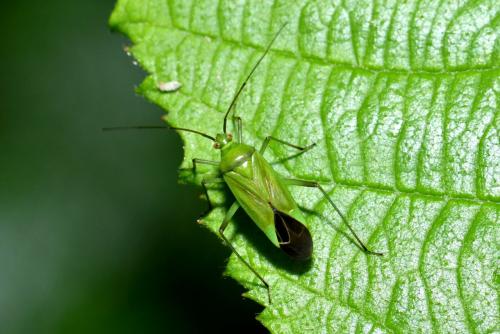 Réf. 207 179 : Calocoris affinis